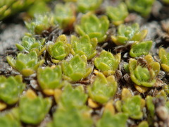 Veronica pulvinaris