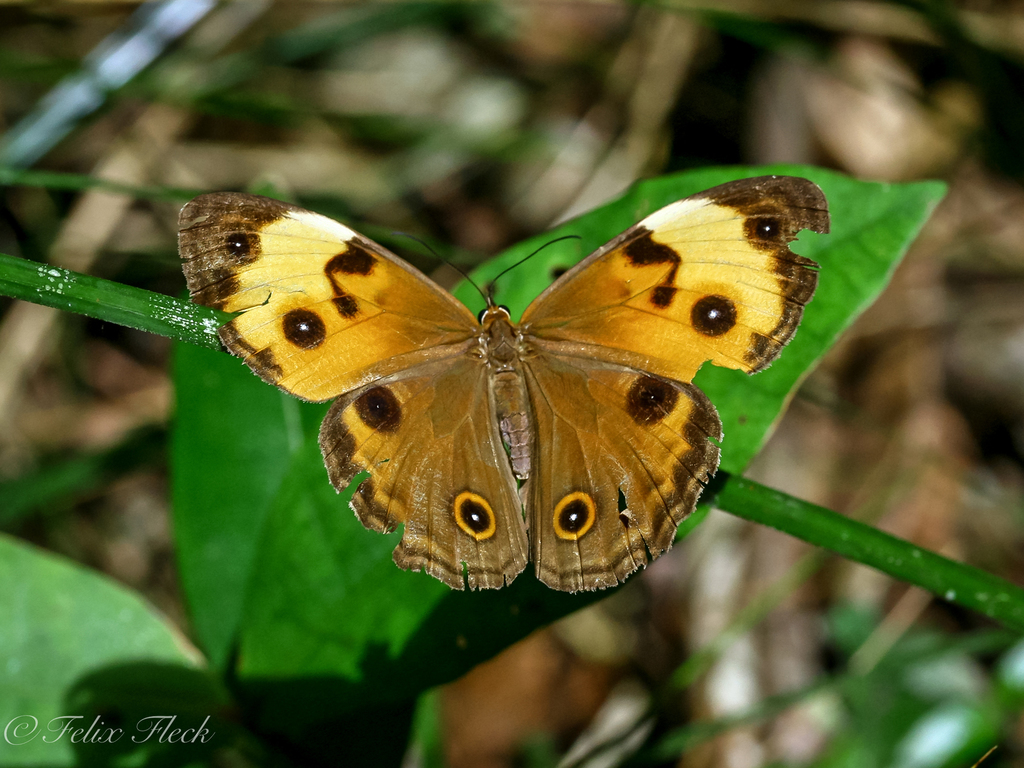 Northern Sword-grass Brown