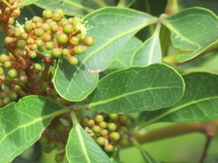 Rhoicissus revoilii