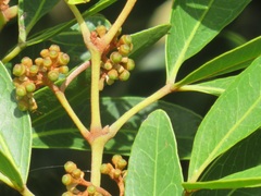 Rhoicissus revoilii