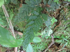 Abrodictyum elongatum