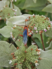 Lissopimpla