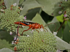Lissopimpla