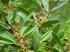 Rhoicissus revoilii
