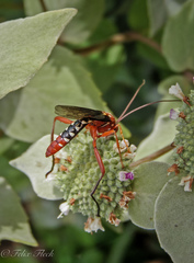 Lissopimpla