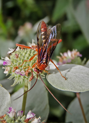 Lissopimpla