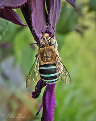 Amegilla cingulata