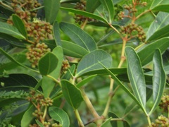 Rhoicissus revoilii