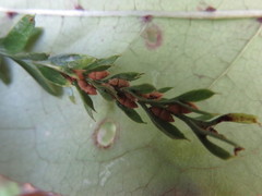 Tmesipteris tannensis