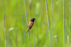 Great-Billed Mannikin photo 2