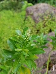 Lepidium oleraceum