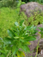 Lepidium oleraceum