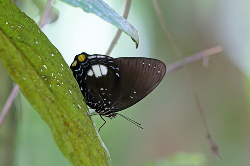 Prothoe australis