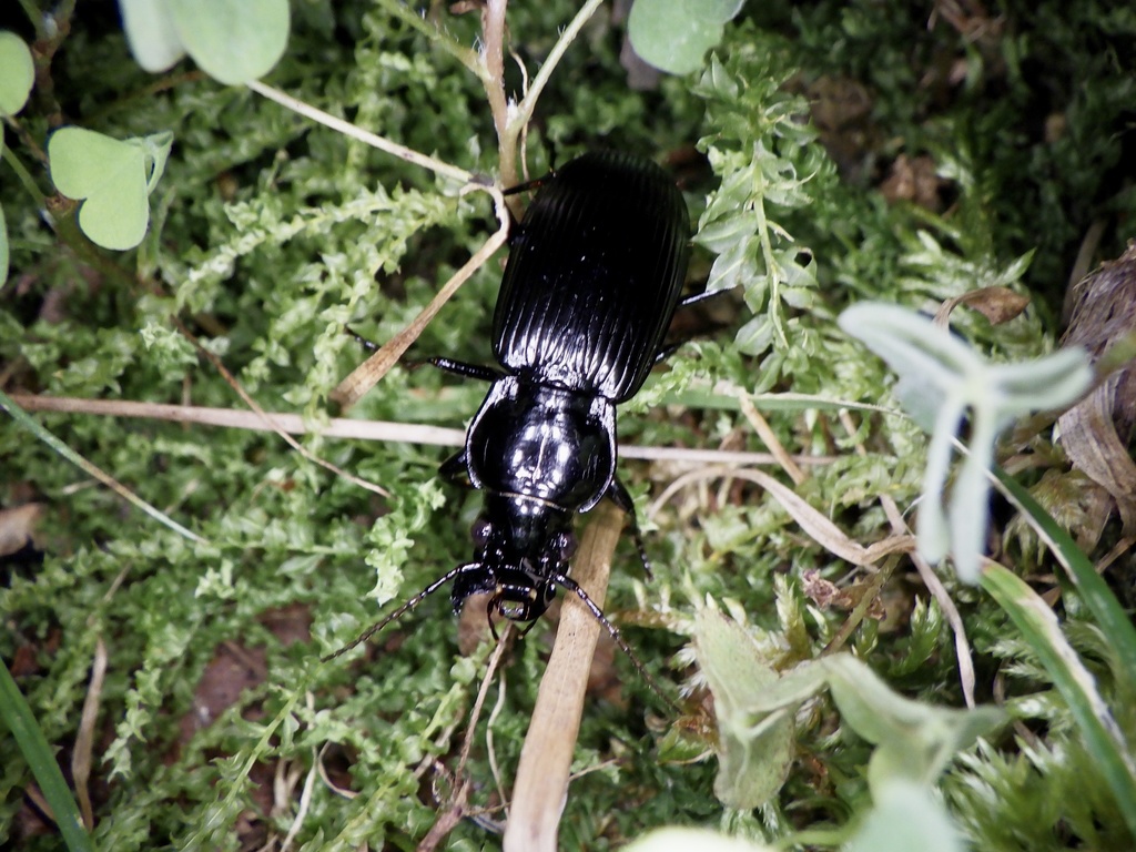 Lesticus magnus