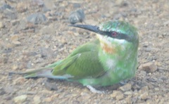 Merops persicus persicus