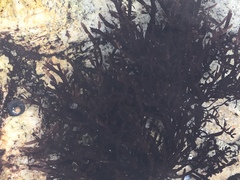 Prionitis lanceolata