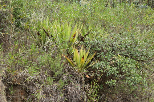 Furcraea andina