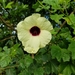 Prickly Tree Hibiscus - Photo (c) Levi Murdoch-Tighe, some rights reserved (CC BY-NC), uploaded by Levi Murdoch-Tighe