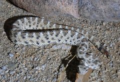 Crotalus cerastes cerastes