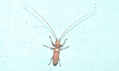 Olenecamptus bilobus
