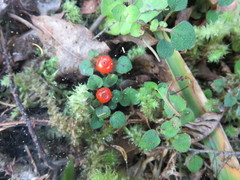 Nertera dichondrifolia