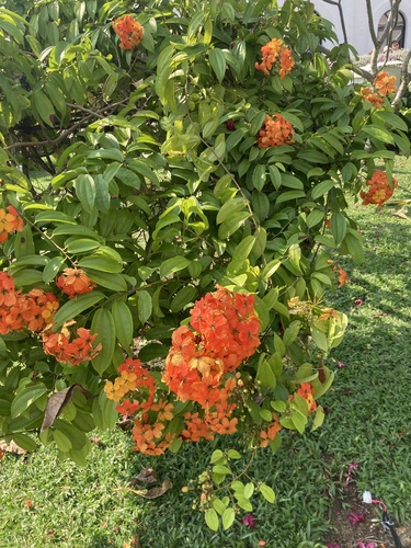Phanera kockiana