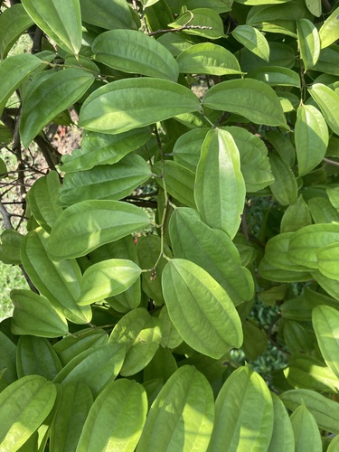 Phanera kockiana