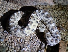 Crotalus cerastes cerastes