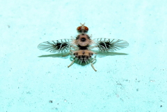 Agadasys hexablepharis