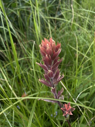 Castilleja gracillima (Castilleja gracillima)