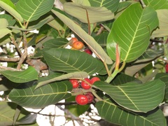 Ficus trichopoda