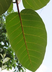 Ficus trichopoda