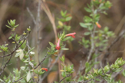 Image of Clinopodium Acutifolium (Clinopodium acutifolium) by (c) Thibaud Aronson, some rights reserved (CC BY-SA)