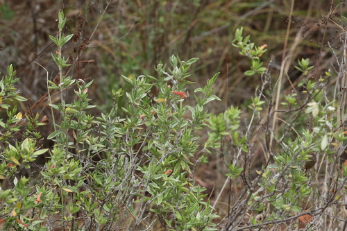 Image of Clinopodium Acutifolium (Clinopodium acutifolium) by (c) Thibaud Aronson, some rights reserved (CC BY-SA)