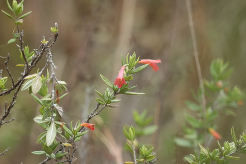 Image of Clinopodium Acutifolium (Clinopodium acutifolium) by (c) Thibaud Aronson, some rights reserved (CC BY-SA)