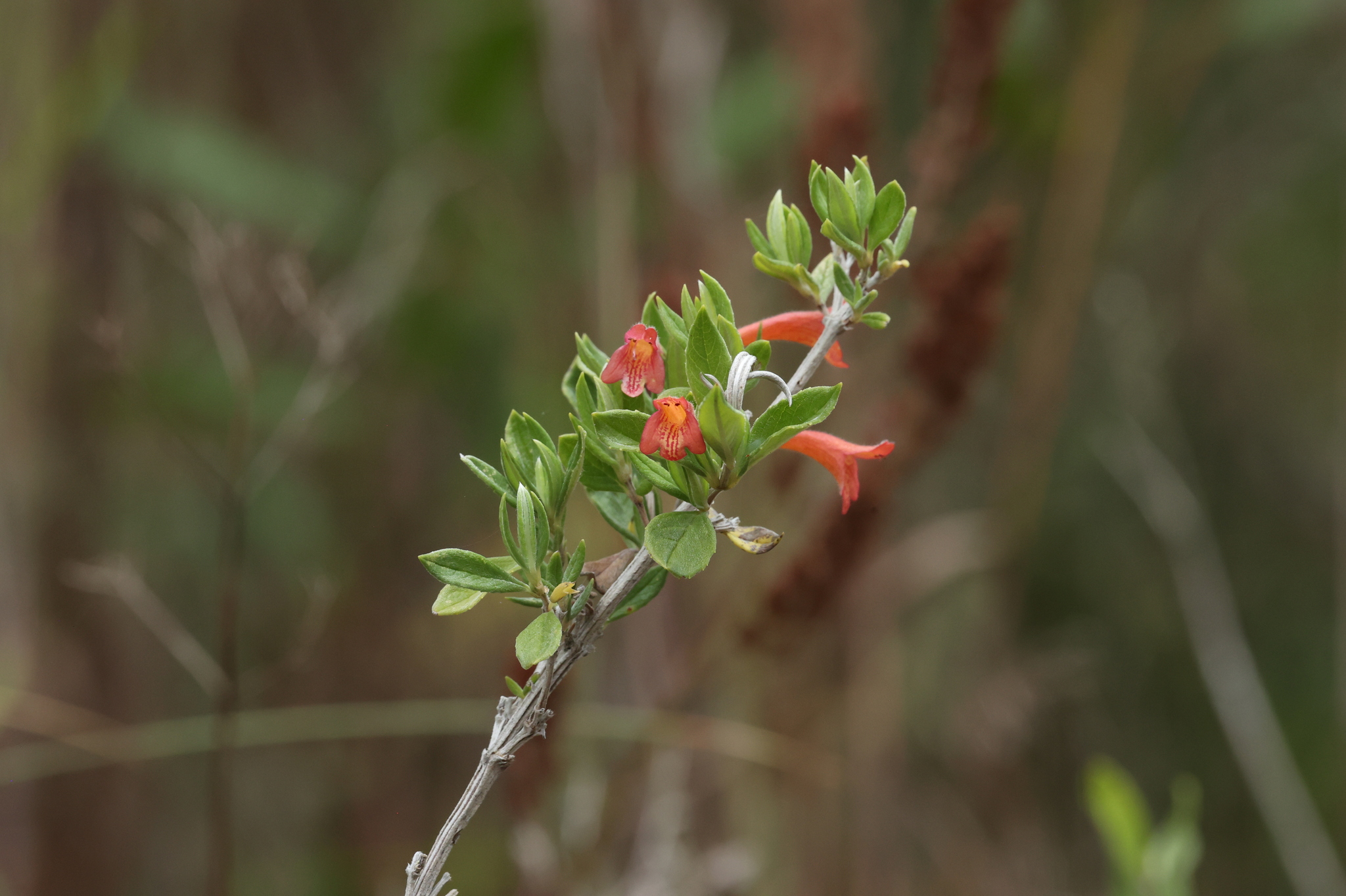 Clinopodium acutifolium