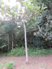 Ficus trichopoda