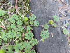 Hydrocotyle dissecta