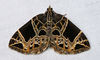 Dark-banded Geometer Moth - Photo (c) Diane P. Brooks, some rights reserved (CC BY-NC-SA), uploaded by Diane P. Brooks