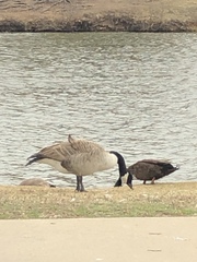 Branta canadensis