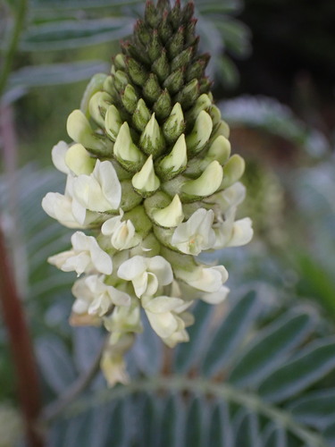 Image of Astragalus pycnostachyus by (c) Cricket Raspet, some rights reserved (CC BY)