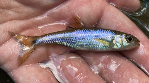 Fieryblack shiner (Cyprinella pyrrhomelas) — Cyprinidae — 2