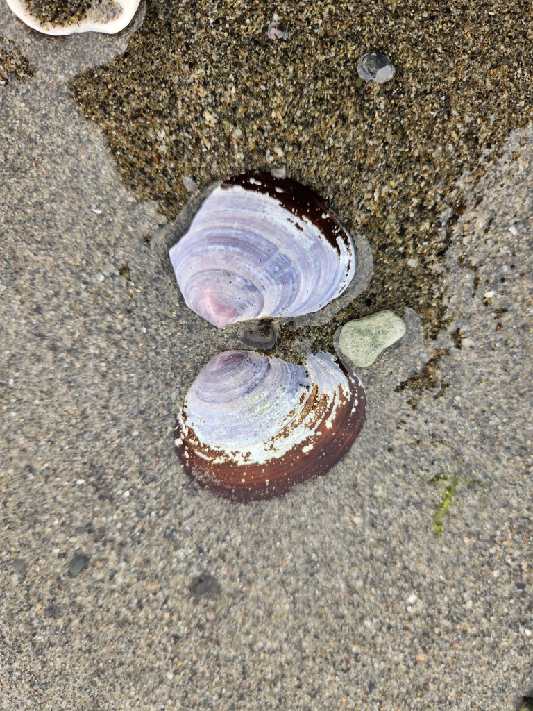 Purple Mahogany Clam from Jefferson County, WA, USA on July 29, 2023 at
