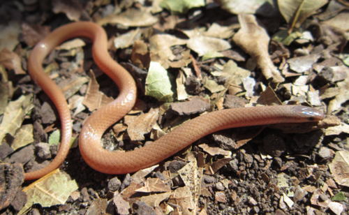 Photo of a Flathead Snake (Tantilla gracilis)
