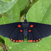 Red-bordered Pixie - Photo (c) Eduardo Axel Recillas Bautista, some rights reserved (CC BY-NC), uploaded by Eduardo Axel Recillas Bautista