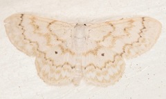 Idaea obfusaria