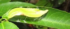 Sclerocroton integerrimus
