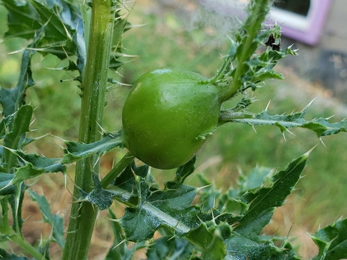 Thistle Stem Gall Fly photo 3