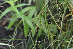 Juncus brachycephalus