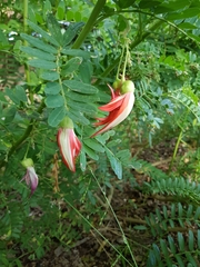 Clianthus puniceus